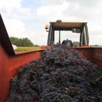 vendanges0011